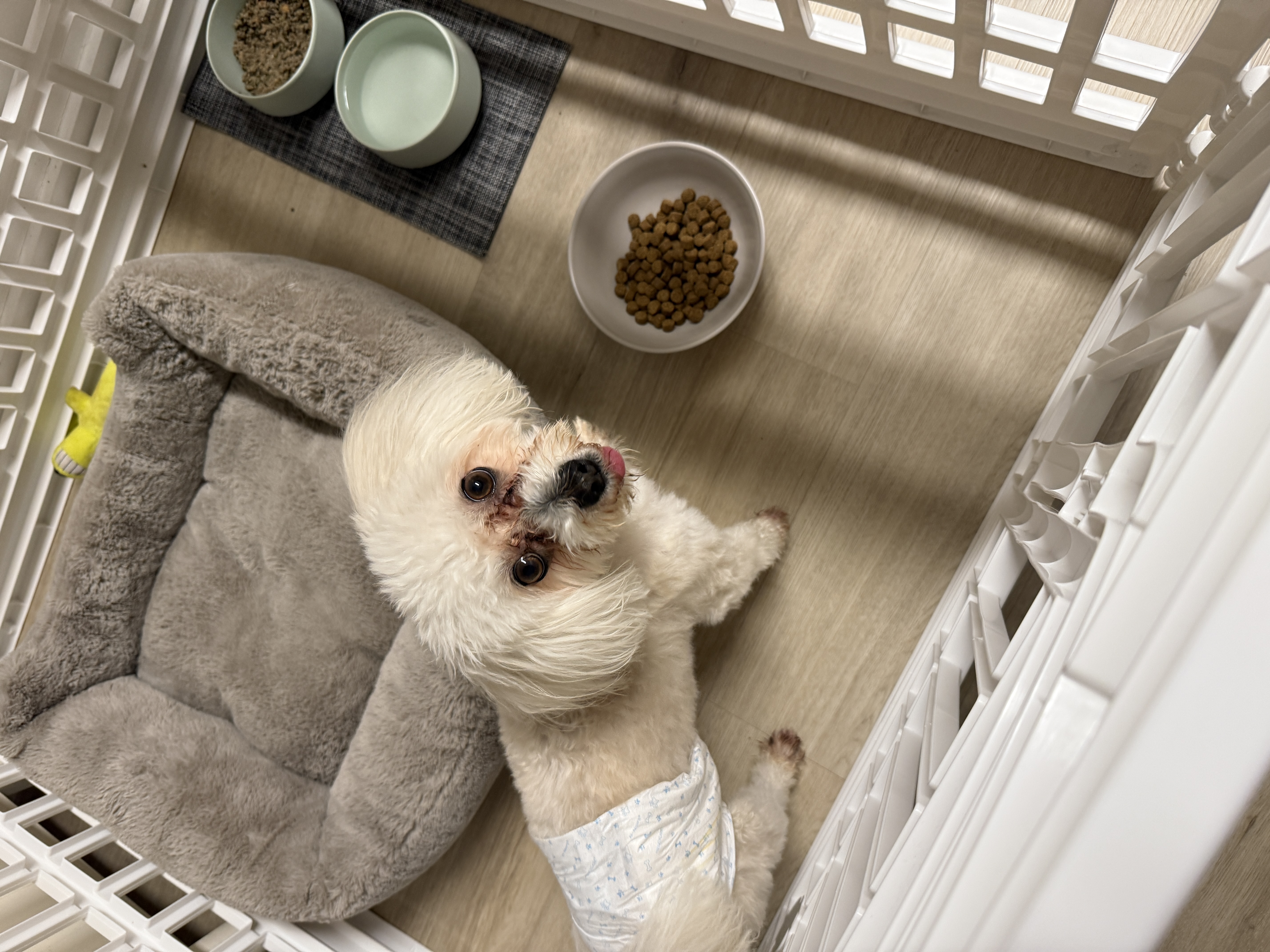 Small white dog in a cozy home setup with food and water bowls, ideal for in-home pet drop-in visit services
